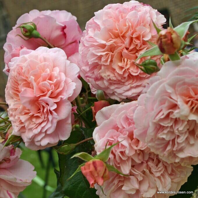 Роз Де Толбиак (Rose De Tolbiac)
