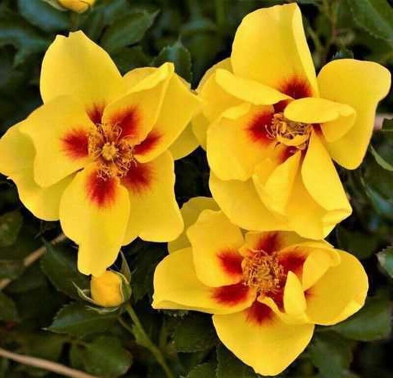 6947503794