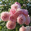 Роз Де Толбиак (Rose De Tolbiac)