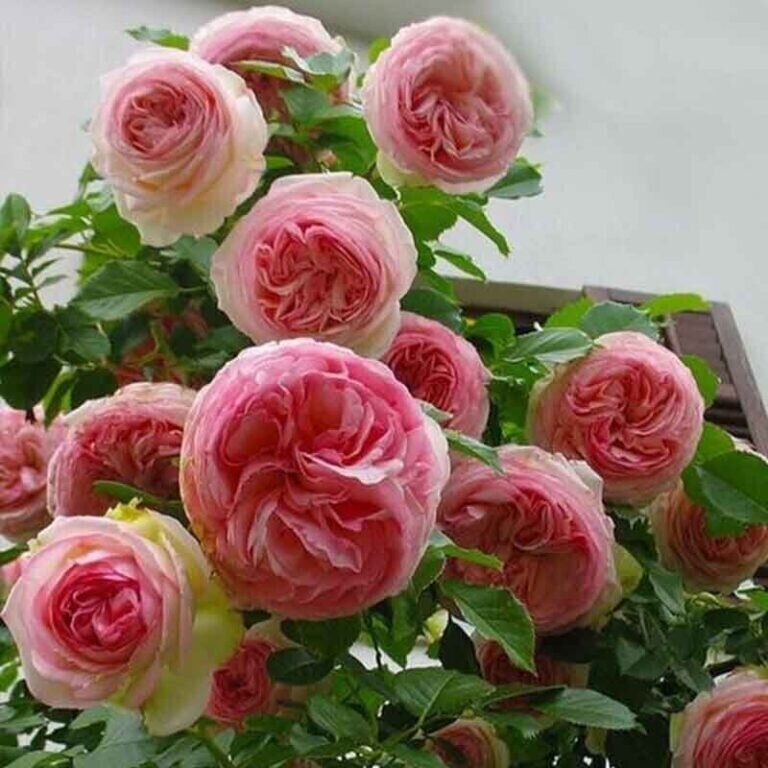 prod_more-roz.ru_pier-de-ronsar-768x768
