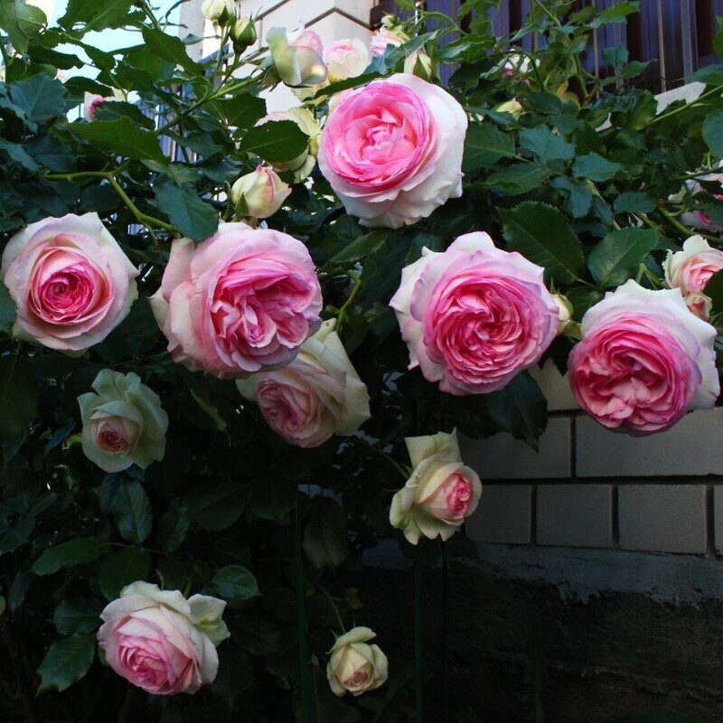 eden-rose-0